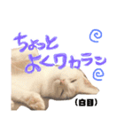 ぴよスタ。完全版（個別スタンプ：21）