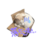 ぴよスタ。完全版（個別スタンプ：23）