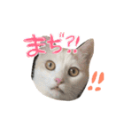 ぴよスタ。完全版（個別スタンプ：24）