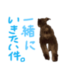 ミニチュアシュナウザーのラッキーとココ（個別スタンプ：4）
