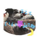 ミニチュアシュナウザーのラッキーとココ（個別スタンプ：7）