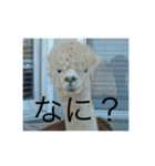 アルパカちゃんスタンプ（個別スタンプ：1）