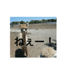 アルパカちゃんスタンプ（個別スタンプ：4）