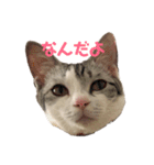 可愛いニャンちゃんのシール（個別スタンプ：1）