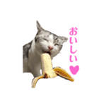可愛いニャンちゃんのシール（個別スタンプ：8）