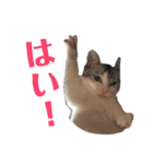 可愛いニャンちゃんのシール（個別スタンプ：16）