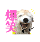 雑種犬 テリアミックス といち 使える系（個別スタンプ：27）