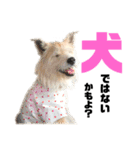 雑種犬 テリアミックス といち 使える系（個別スタンプ：38）