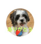 マルシーズーnicoの日常（個別スタンプ：1）