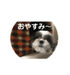 マルシーズーnicoの日常（個別スタンプ：2）