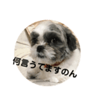 マルシーズーnicoの日常（個別スタンプ：3）
