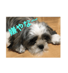 マルシーズーnicoの日常（個別スタンプ：7）