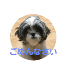 マルシーズーnicoの日常（個別スタンプ：8）