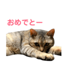 みーちゃんスタンプ 第2弾（個別スタンプ：7）