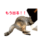 みーちゃんスタンプ 第2弾（個別スタンプ：22）