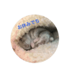 表情豊かなハムスターのこたろう。1（個別スタンプ：12）