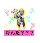 松本ビート君（個別スタンプ：1）