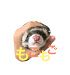 フェレットもんちゃんの日常スタンプ2（個別スタンプ：2）