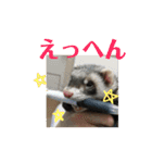 フェレットもんちゃんの日常スタンプ2（個別スタンプ：16）