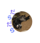 フェレットもんちゃんの日常スタンプ2（個別スタンプ：22）