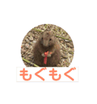 フェレットもんちゃんの日常スタンプ2（個別スタンプ：23）
