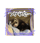 フェレットもんちゃんの日常スタンプ2（個別スタンプ：25）