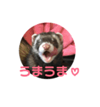 フェレットもんちゃんの日常スタンプ2（個別スタンプ：27）