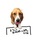 バセコギのケリーくん（個別スタンプ：8）