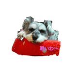 シュナウザーのラヴちゃん（個別スタンプ：2）