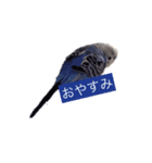 セキセイインコ 可愛い鳥 BB and Cheese（個別スタンプ：2）