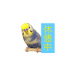 セキセイインコ 可愛い鳥 BB and Cheese（個別スタンプ：4）