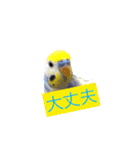 セキセイインコ 可愛い鳥 BB and Cheese（個別スタンプ：5）