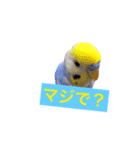 セキセイインコ 可愛い鳥 BB and Cheese（個別スタンプ：8）