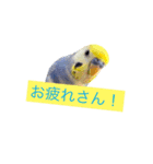 セキセイインコ 可愛い鳥 BB and Cheese（個別スタンプ：9）