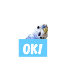 セキセイインコ 可愛い鳥 BB and Cheese（個別スタンプ：11）