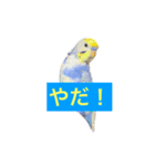 セキセイインコ 可愛い鳥 BB and Cheese（個別スタンプ：12）