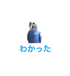 セキセイインコ 可愛い鳥 BB and Cheese（個別スタンプ：13）