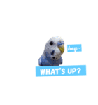 セキセイインコ 可愛い鳥 BB and Cheese（個別スタンプ：14）