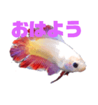 ベタのスタンプ（個別スタンプ：1）