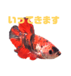 ベタのスタンプ（個別スタンプ：8）