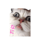 ダークメチェ（個別スタンプ：1）