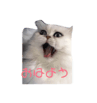 ダークメチェ（個別スタンプ：3）