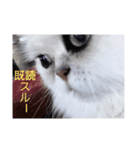 ダークメチェ（個別スタンプ：4）