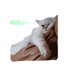 ダークメチェ（個別スタンプ：6）