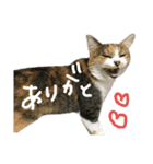 cutemomochang（個別スタンプ：2）