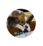 3wanwan.smz（個別スタンプ：2）