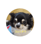 3wanwan.smz（個別スタンプ：3）