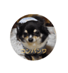 3wanwan.smz（個別スタンプ：15）
