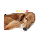うちのゆず太②（個別スタンプ：3）