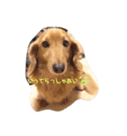 うちのゆず太②（個別スタンプ：9）